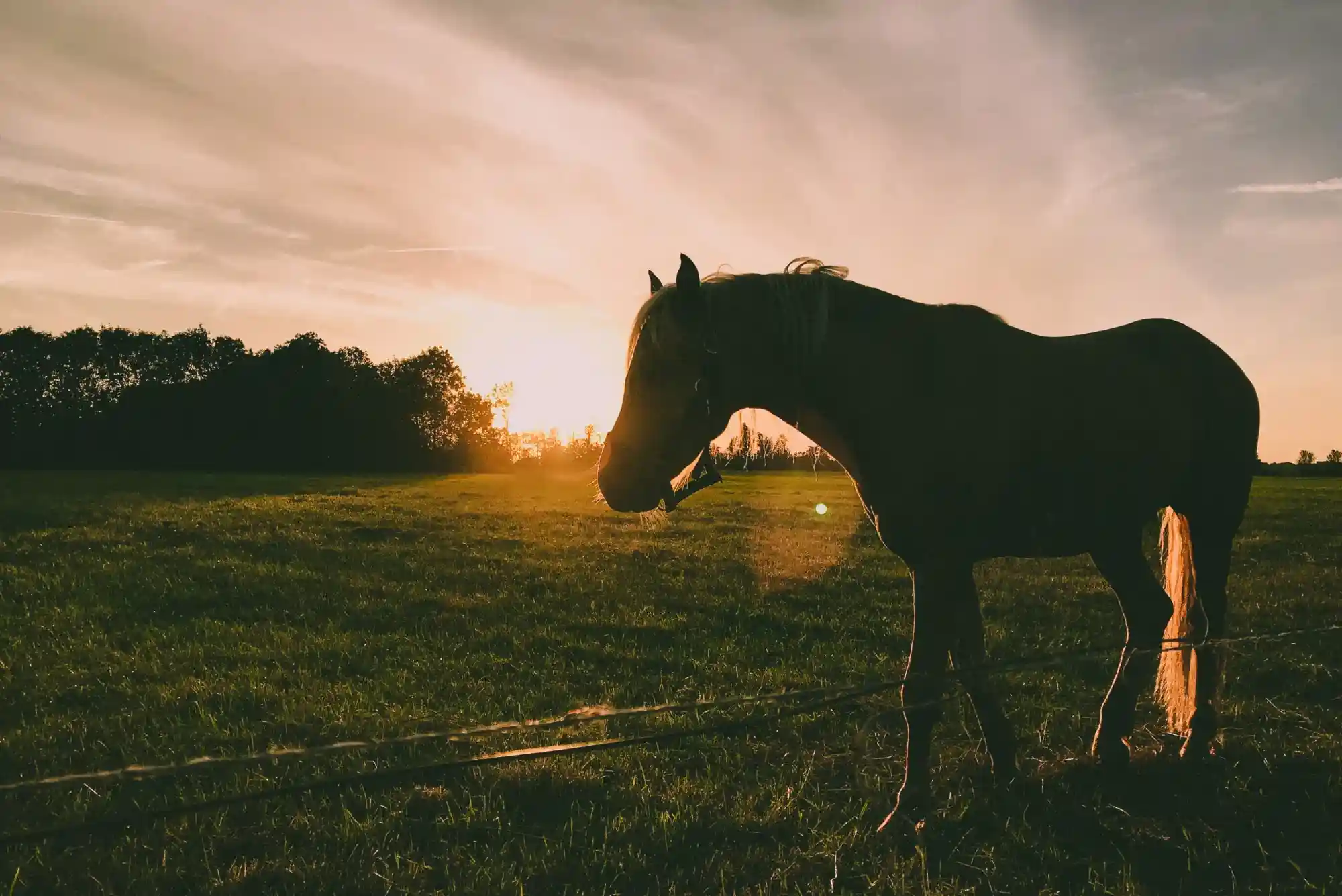 How to Pick the Right Horse for Online Betting How to Pick the Right Horse for Online Betting